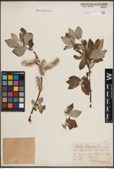 Foto von Salix caprea L.